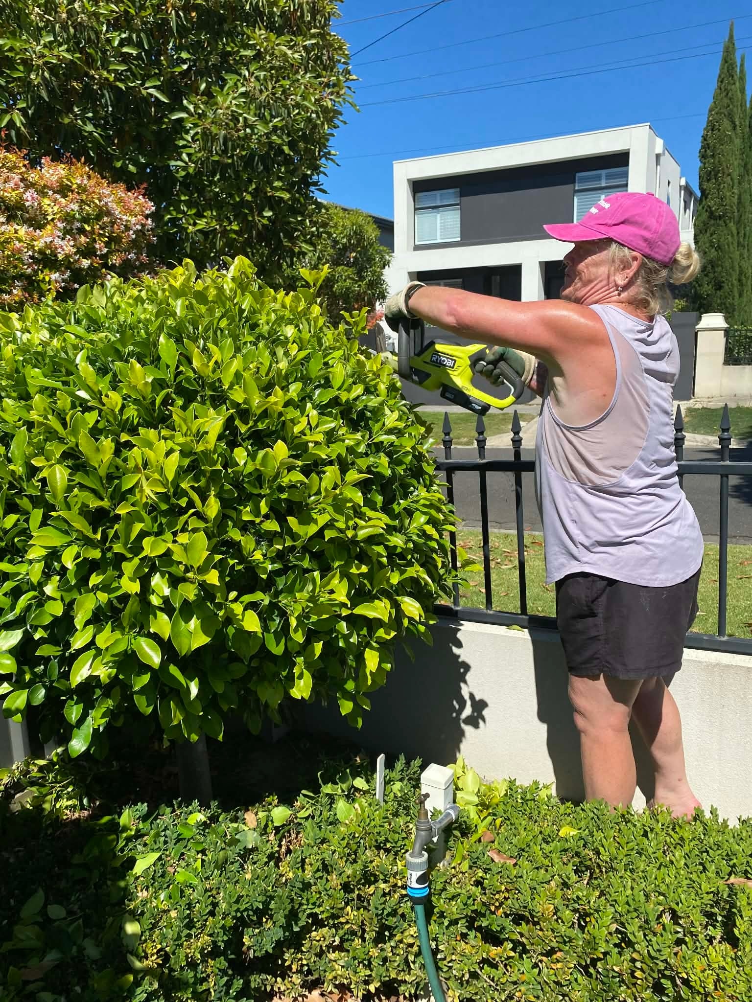 Hedge trimming service by The Caring Gardener NZ